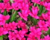 Show product details for Rhodohypoxis Great Scot